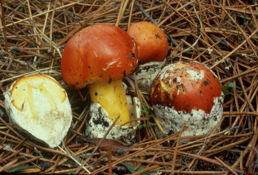 lungo un sentiero c�rso...